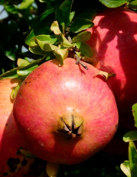 Granadas de Elche, cajas de 10Kg, venta online Granadas de Elche, cajas de 10Kg, venta online