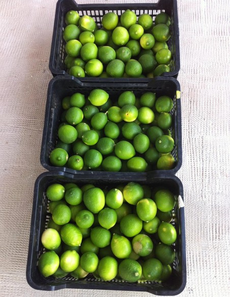 Limas, cajas de 10 Kg, venta online