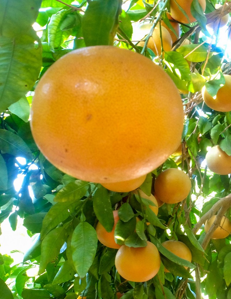 Pomelos, caja 10 Kg, venta online 2